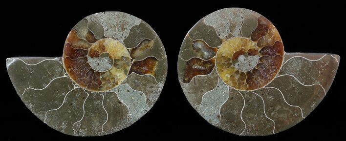 Bargain, Sliced Fossil Ammonite Pair #51482